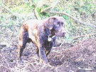Brown Labrodor Dog 3 - In a field in Northern Ireland