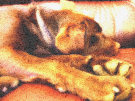 Brown Labrador Dog 9