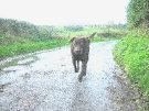 Brown Labrador On An Irish Country Lane In Autumn