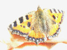 Butterfly (Black Orange And White) On A Human Finger
