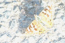 Butterfly On Tarmac