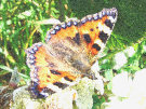 Butterfly 10