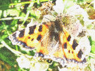 Butterfly 11 (with some motion blur on wings)