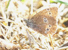 Butterfly 2 (Brown And White)