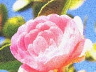 Camellia 2