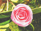 Camellia 4