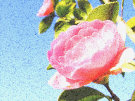 Camellia 5