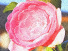 Camellia 7