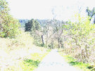 Castlewellan Forest Park 11