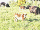 Cattle In Long Grass