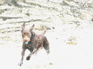 Chocolate Lab Splashing Through The Sea