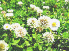 Clover 3(with daisies)