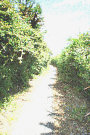 Country Path 3
