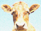 Cow 3