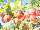 Red Crab Apples 2