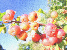 Red Crab Apples 3