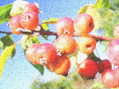 Red Crab Apples 4