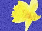 Daffodil 3