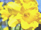 Daffodil 6