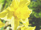 Daffodil 8