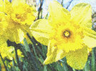 Daffodils 4