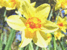 Daffodils 6