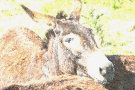 Donkey 5
