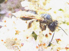 Worker Bee 2 - NOT a Drone Bee as was previously labelled...