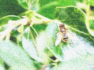 Drone Bee 4 (possibly a Syrphid Fly..)