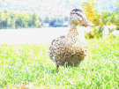 Duck (On Dry Land)