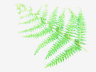 Fern 2 (With White Background)