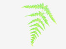 Fern 3 (With White Background)