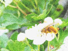 Fuzzy Orange Fly on a hawthorn flower
