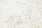 Granite Texture 4