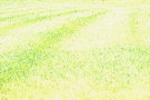 Grass Lawn 2
