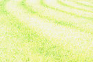 Grass Lawn 3