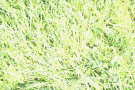 Grass Lawn 5