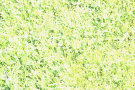 Grass Lawn 6