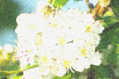 Hawthorn Blossom 2