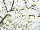 Hawthorn Flowers (Wild White Flowers On Hawthorn Hedge