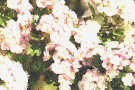 Hawthorn Flowers 3