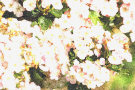 Hawthorn Flowers 4