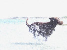 Brown Labrador Splashing Through The Sea 2