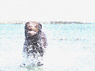 Brown Labrador Splashing Through The Sea 3