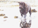 Brown Labrador Splashing Through The Sea 4 - Taken at ISO 800 On Fiuji S9500 In Low Light Conditions