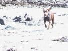Brown Labrador Dog On The Beach