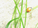 Ladybug / Ladybird 10