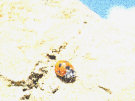 Ladybug / Ladybird 11