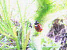 Ladybird / Ladybug 5