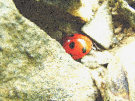 Ladybird / Ladybug 7